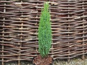 Juniperus communis 'Compressa' (1 litre pot)