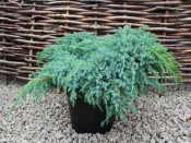 Juniperus squamata 'Blue Carpet' (5L pot)