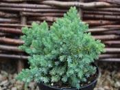 Juniperus squamata 'Blue Star' 7.5 L