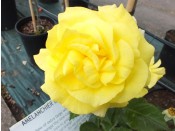 Rosa floribunda 'Korresia' 