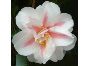Camellia japonica 'Lady Vansittart' 5L