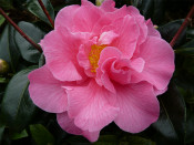 Camellia reticulata x williamsii 'Leonard Messel'
