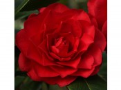 Camellia x williamsii 'Les Jury'