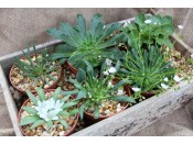 Lewisia Mixed Species Starter Collection of 6 Plants