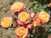 Rosa Little Sunset ('Korlutmag')