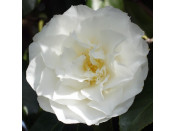 Camellia japonica 'Madge Millar'