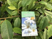 Magnolia laevifolia 'Fairy White'
