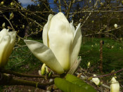 Magnolia x brooklynensis 'Elizabeth'