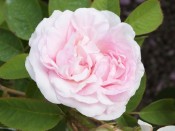 Rosa 'Maiden's Blush'