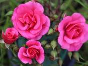Rosa 'Medley Pink' (Noaley)