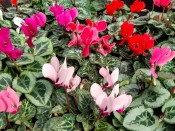 Cyclamen Metis (6 plant collection)