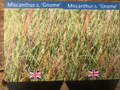 Miscanthus sinensis 'Gnome' (5 Litre)