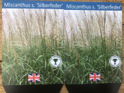 Miscanthus sinensis 'Silberfeder' (Silver Feather)