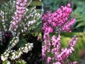 A Collection of  Four Heathers: The 'Winter to Spring' Collection (1 Litre pot)