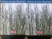 Molinia 'Moorhexe'
