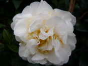 Camellia japonica 'Moshe Dayan'