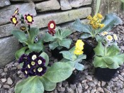 A starter collection of mixed Named Primula auriculas (6 plants)
