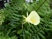 Narcissus bulbocodium var. citrinus