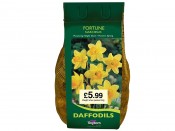 Narcissus 'Fortune' 2kg. pack of bulbs