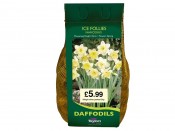 Narcissus 'Ice Follies' 2kg. pack of bulbs