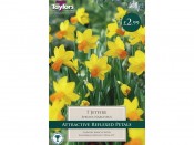 Narcissus 'Jetfire' Pack of  7 bulbs