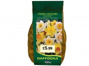 Narcissus 'Mixed Colours' 2kg. pack of bulbs