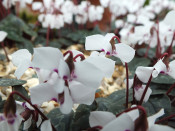 Cyclamen alpinum 'Nettleton White'