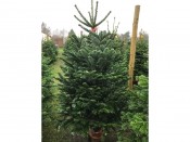 Fresh Cut Premium Nordman Fir Christmas Tree 1.75-2m (approx 6-7ft)