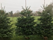 Fresh Cut Premium Nordman Fir Christmas Tree 2-2.5m (approx 7-8ft)
