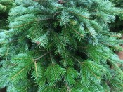 Fresh Cut Premium Nordman Fir Christmas Tree 1.5-1.75m (approx 5-6ft)