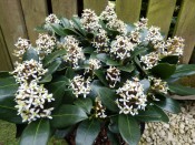 Skimmia japonica 'Olympic Flame'