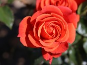 Rosa floribunda 'One Love' (Fryyulo)