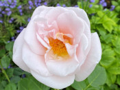 Rosa 'Oxford Physic Rose' (Beaquality)