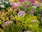 A Collection of  Six Heathers: The 'All Year Round' Collection (1 Litre pot)