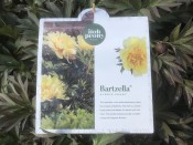 Paeonia (Itoh Hybrids) 'Bartzella'