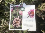 Paeonia (Itoh Hybrids) 'Cora Louise'