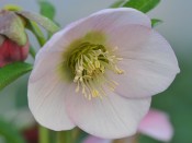 Helleborus x hybridus (Ashwood Garden Hybrids) Single pale pink shades