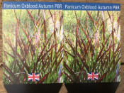 Panicum virgatum 'Oxblood Autumn'
