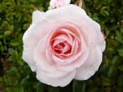 Rosa floribunda Pearl 'Korterschi'