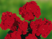 Geranium (Bedding) Grandeur 'Dark bright Red'