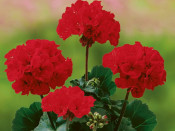 Geranium (Bedding) 'Grandeur Dark'  Velvet Red 10cm pot