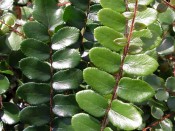 Pellaea rotundifolia (Button Fern)