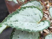 Cyclamen persicum Ashwood Silver Leaf Form