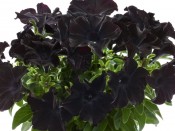 Petunia 'Back to Black'