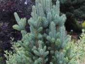 Picea pungens 'Iselli Fastigiata'