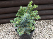 Picea sitchensis 'Papoose'