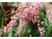 Pieris japonica 'Pink Delight'