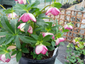 Helleborus x hybridus (Ashwood Garden Hybrids) Single Pink Picotee 7.5L pot