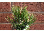 Pinus leucodermis 'Schmidtii'