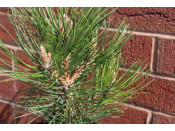 Pinus nigra 'Bright Eyes'
